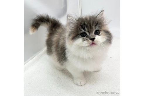 成約済の愛知県のラガマフィン-106326の3枚目