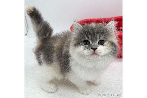 成約済の愛知県のラガマフィン-106326