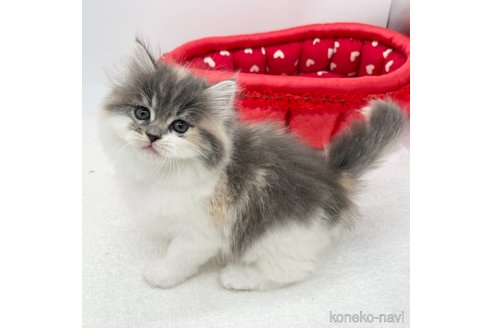 成約済の愛知県のラガマフィン-106326の2枚目