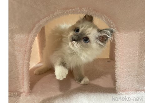販売中の石川県のラグドール-106330の2枚目