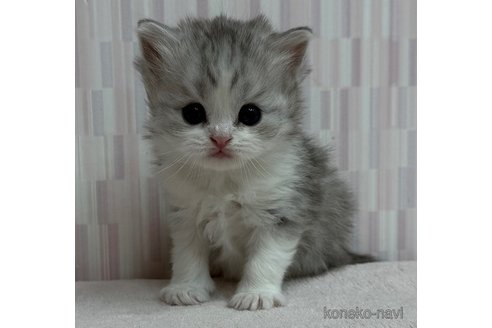 成約済の千葉県のスコティッシュフォールド-106340の3枚目