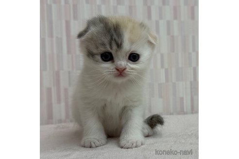 成約済の千葉県のスコティッシュフォールド-106344の2枚目