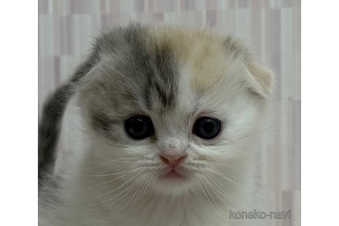 成約済の千葉県のスコティッシュフォールド-106344の1枚目