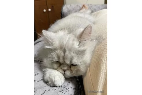 販売中の和歌山県のペルシャ(チンチラ)-106345の4枚目
