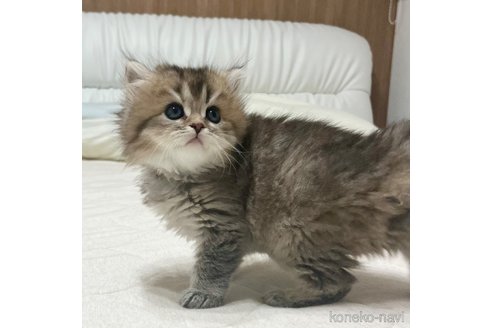 成約済の福岡県のスコティッシュフォールド-105020の3枚目