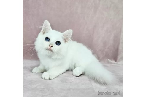 成約済の東京都のマンチカン-106367の6枚目