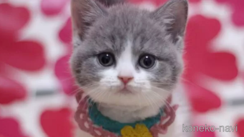 成約済の東京都のマンチカン(短足)-106373の1枚目