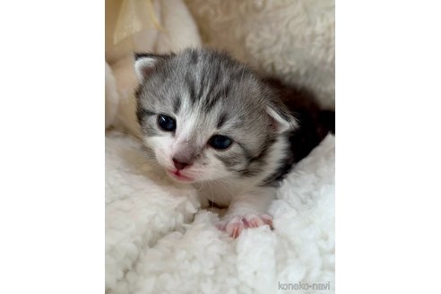 成約済の兵庫県のノルウェージャンフォレストキャット-106375の2枚目