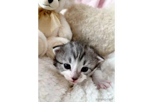 成約済の兵庫県のノルウェージャンフォレストキャット-106375の3枚目