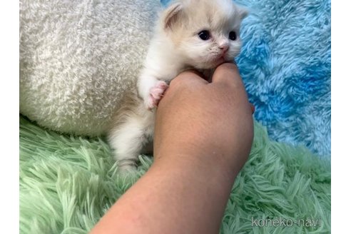 成約済の大阪府のスコティッシュフォールド(折れ耳)-106377の2枚目