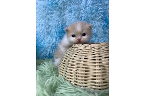 成約済の大阪府のスコティッシュフォールド(折れ耳)-106377の3枚目