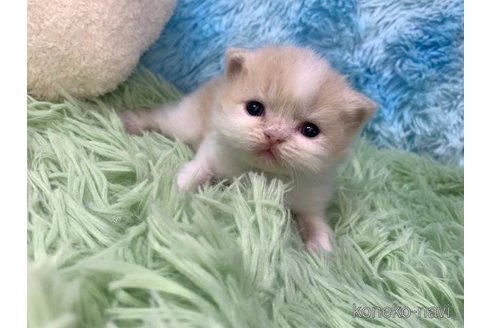 成約済の大阪府のスコティッシュフォールド(折れ耳)-106377の1枚目