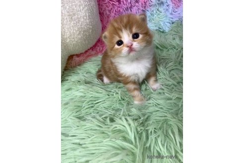 成約済の大阪府のスコティッシュフォールド(折れ耳)-106378の2枚目