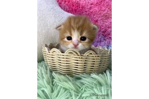 成約済の大阪府のスコティッシュフォールド(折れ耳)-106378の1枚目