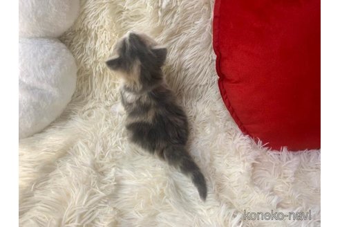 成約済の大阪府のスコティッシュフォールド-106379の5枚目