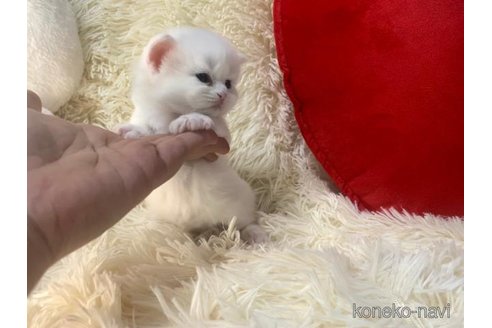 成約済の大阪府のスコティッシュフォールド-106380の2枚目