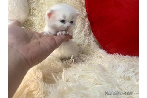 成約済の大阪府のスコティッシュフォールド-106380の4枚目