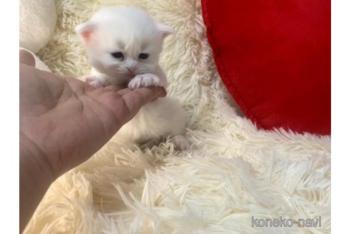 成約済の大阪府のスコティッシュフォールド-106380の5枚目