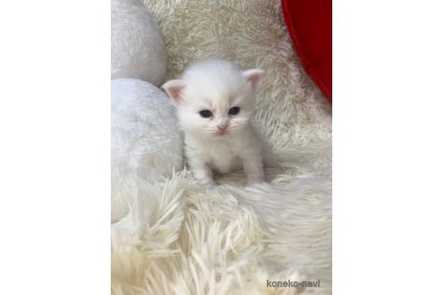 成約済の大阪府のスコティッシュフォールド-106380の1枚目