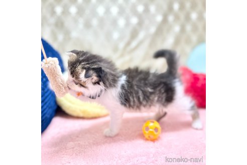 販売中の神奈川県のスコティッシュフォールド(折れ耳)-106381の7枚目