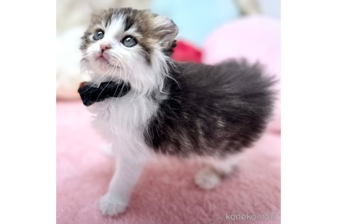 販売中の神奈川県のスコティッシュフォールド(折れ耳)-106381の12枚目