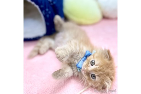 販売中の神奈川県のスコティッシュフォールド(折れ耳)-106391の11枚目