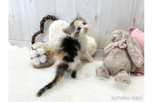 成約済の大阪府のメインクーン-106392の2枚目