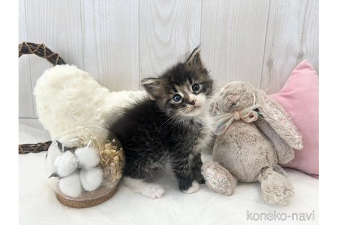 成約済の大阪府のメインクーン-106397の2枚目