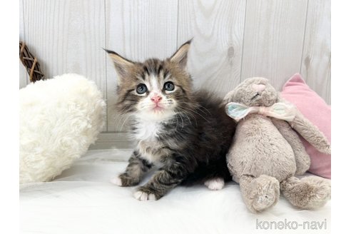 成約済の大阪府のメインクーン-106400の1枚目