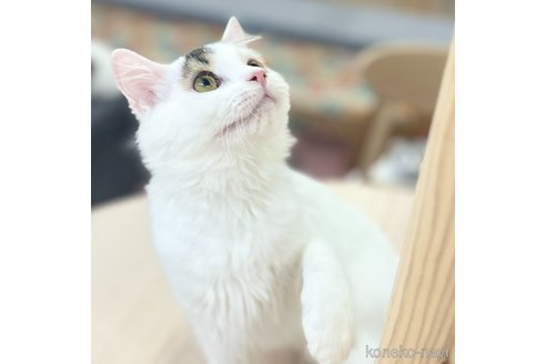 販売中の神奈川県のスコティッシュフォールド-96639の8枚目