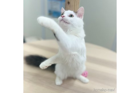 販売中の神奈川県のスコティッシュフォールド-96639の7枚目