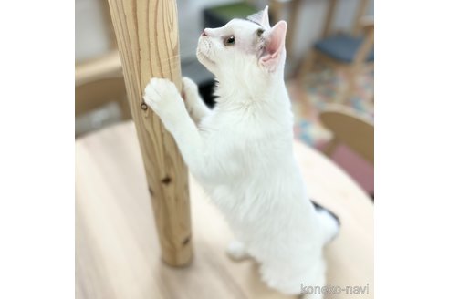販売中の神奈川県のスコティッシュフォールド-96639の6枚目
