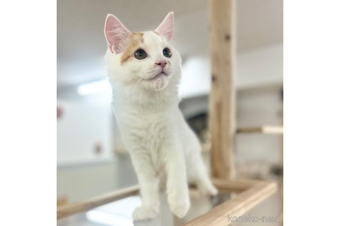成約済の神奈川県のスコティッシュフォールド-96640の5枚目