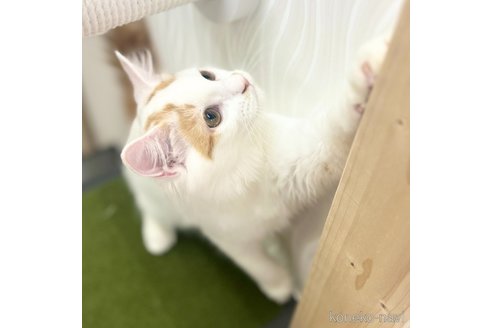 成約済の神奈川県のスコティッシュフォールド-96640の4枚目