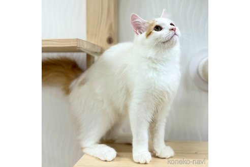 成約済の神奈川県のスコティッシュフォールド-96640の3枚目