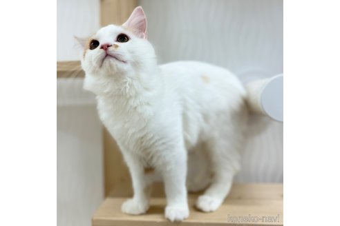 成約済の神奈川県のスコティッシュフォールド-96640の2枚目