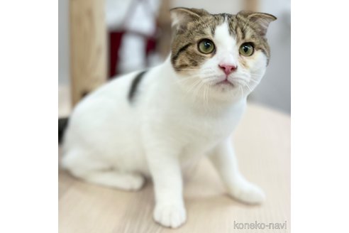 成約済の神奈川県のスコティッシュフォールド(折れ耳)-96637の5枚目