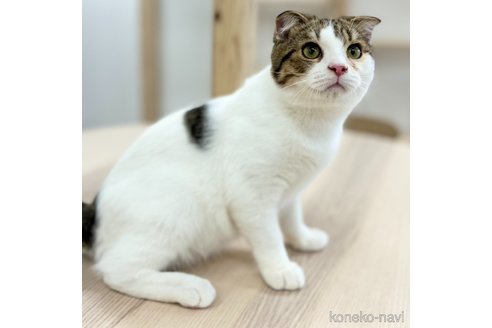 成約済の神奈川県のスコティッシュフォールド(折れ耳)-96637の4枚目