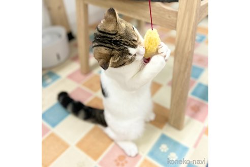 成約済の神奈川県のスコティッシュフォールド(折れ耳)-96637の2枚目