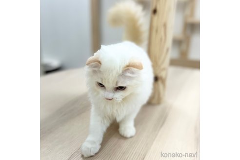 成約済の神奈川県のスコティッシュフォールド(折れ耳)-96690の3枚目