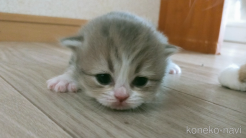 成約済の熊本県のミックス-106413の1枚目