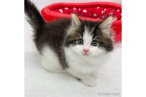 成約済の愛知県のラガマフィン-106418の4枚目