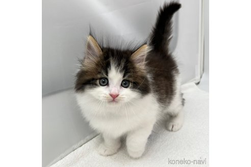 成約済の愛知県のラガマフィン-106418の3枚目