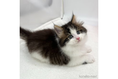 成約済の愛知県のラガマフィン-106418の2枚目