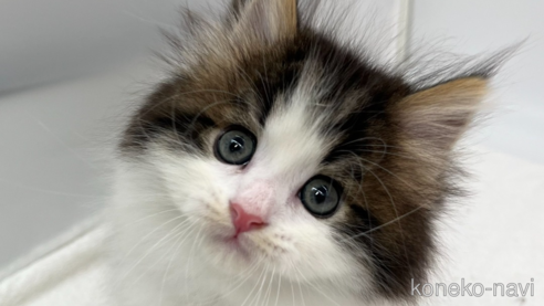 成約済の愛知県のラガマフィン-106418