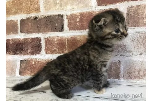 成約済の千葉県のスコティッシュフォールド(折れ耳)-106498の6枚目