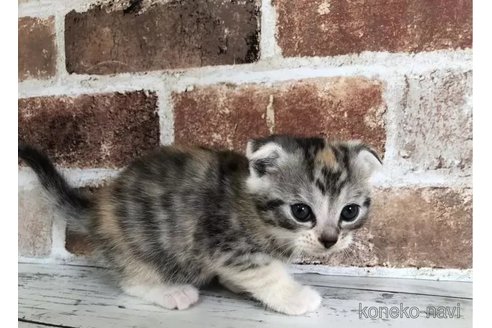 成約済の千葉県のスコティッシュフォールド(折れ耳)-106499の6枚目