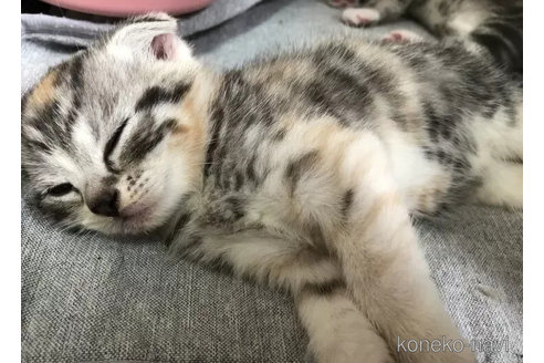 成約済の千葉県のスコティッシュフォールド(折れ耳)-106499の7枚目