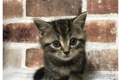 成約済の千葉県のスコティッシュフォールド-106500の1枚目