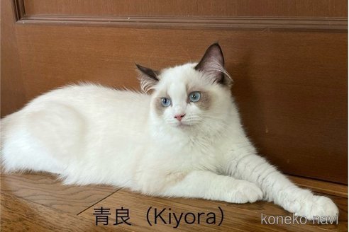 青良（Kiyora）ちゃん1枚目